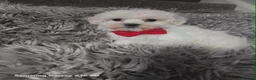 Maltese dogs for sale: BEAUTIFUL LITTLE WHITE MALTANS - Advert 6