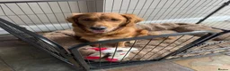 Golden Retriever dogs for sale: Golden retriever puppies for sale - Advert 15