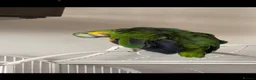 Parrots birds for sale:  Blue-Fronted Amazon Parrot – Calm & Friendly - Advert 3