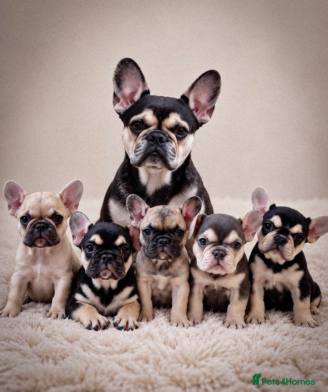 French Bulldog dogs Beautiful French Bulldog puppies! - Advert 1