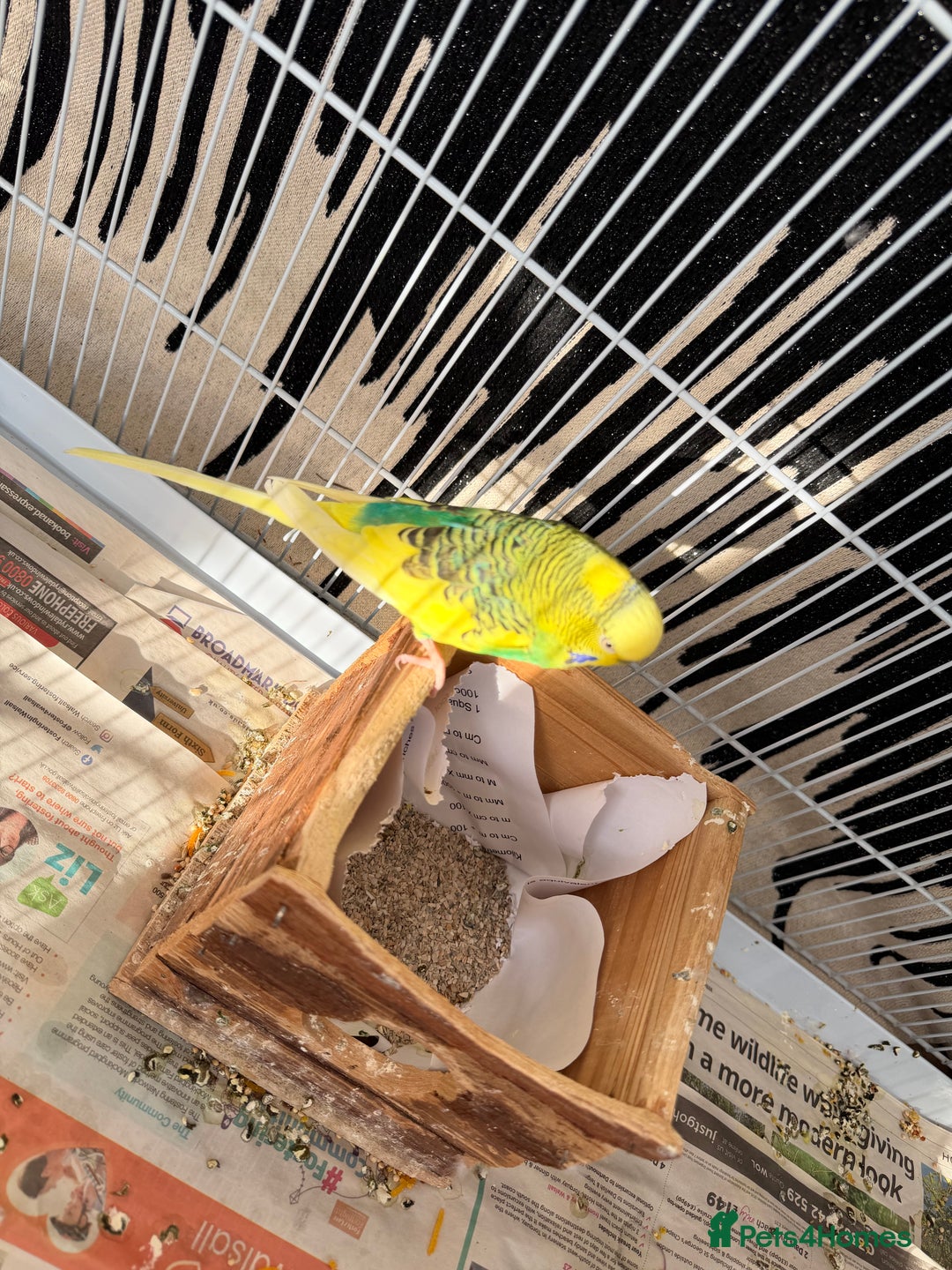 Mixed Breed birds for sale: Budgies for sale - Advert 4