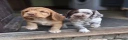Mixed Breed dogs for sale: 2 female spaniel for sale in Horsham - Advert 2