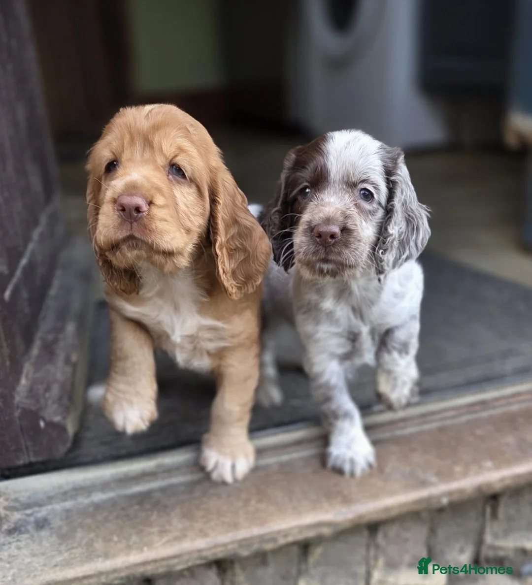Mixed Breed dogs for sale: 2 female spaniel for sale in Horsham - Advert 2