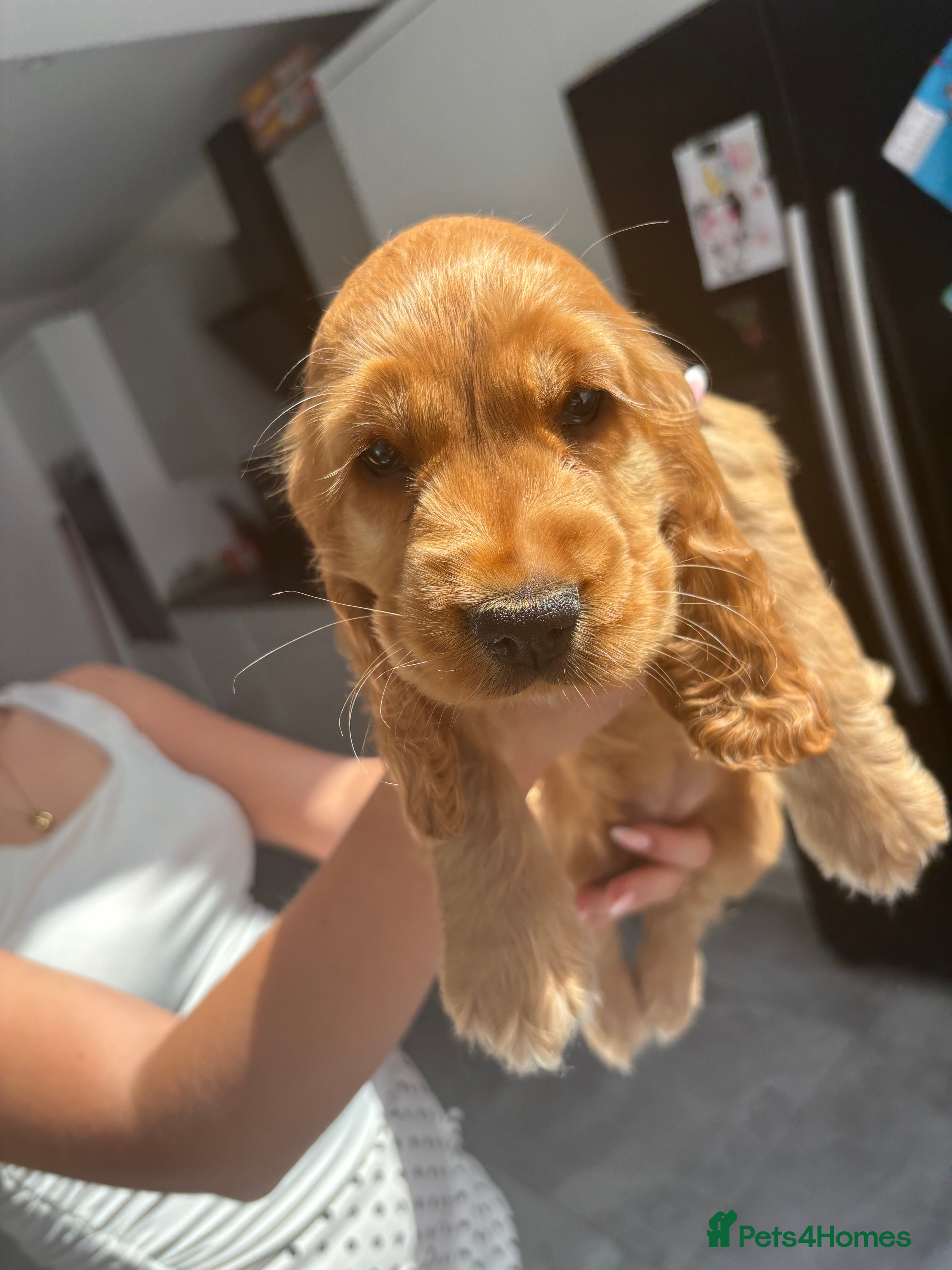 Cocker Spaniel dogs KC SHOW COCKER SPANIEL PUPS GOLDEN - Advert 2