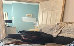 Rottweiler dogs for sale: Raven  - Image 3