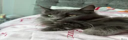 Maine Coon cats for sale: Health tested XXL European female kitten - Advert 15