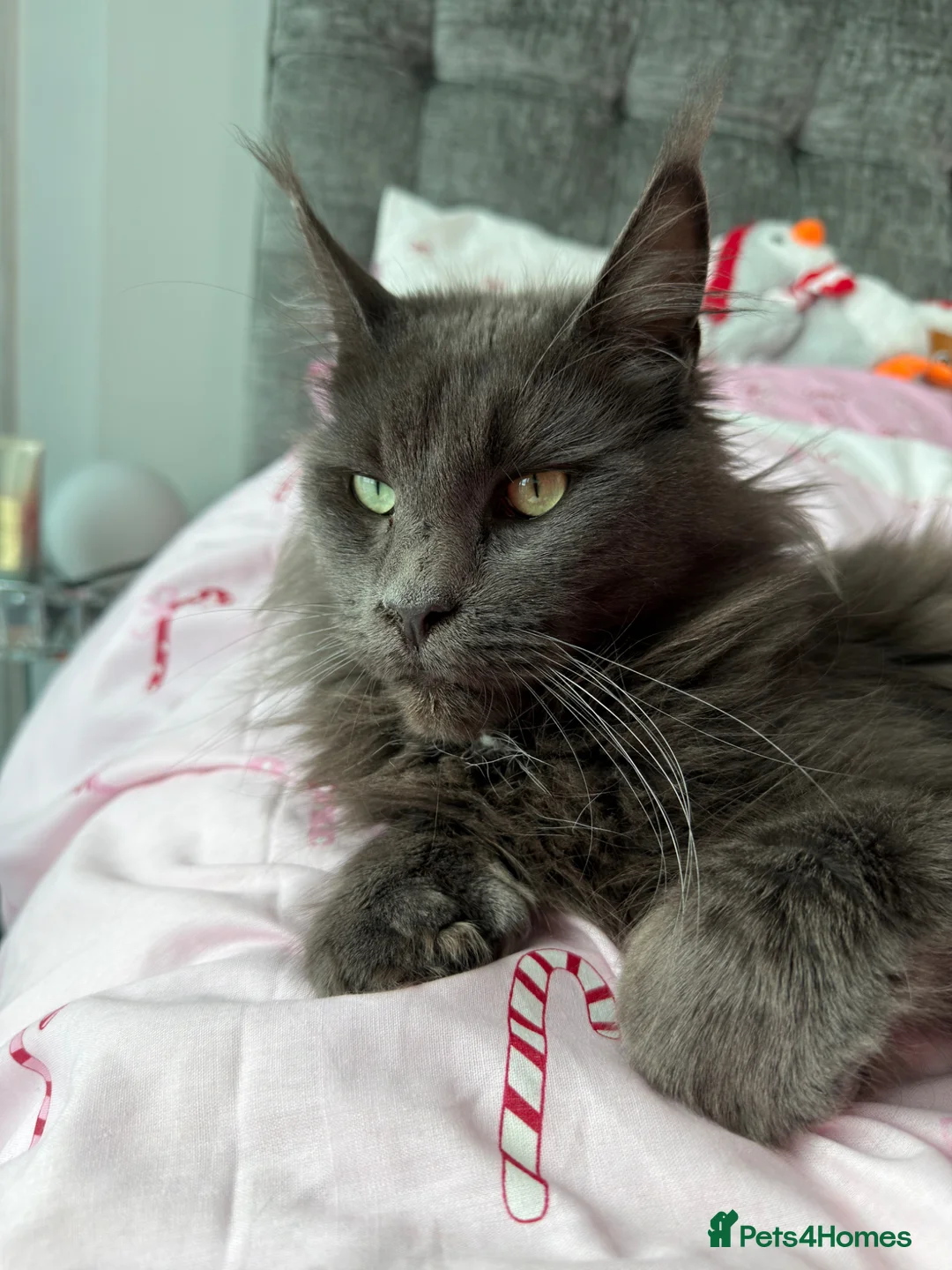 Maine Coon cats for sale: Health tested XXL European female kitten - Advert 15