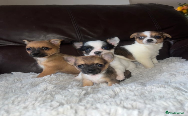 Jack Russell dogs - Advert 2