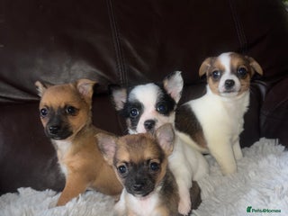 Jack Russell dogs - Advert 5