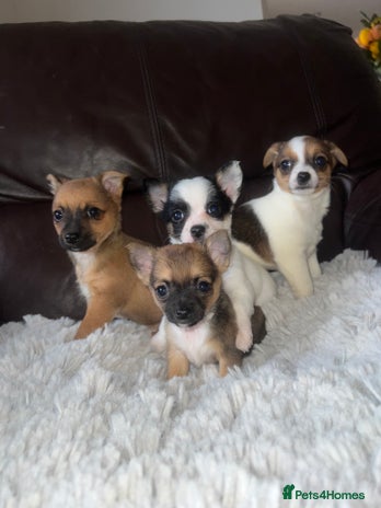 Jack Russell dogs - Advert 2