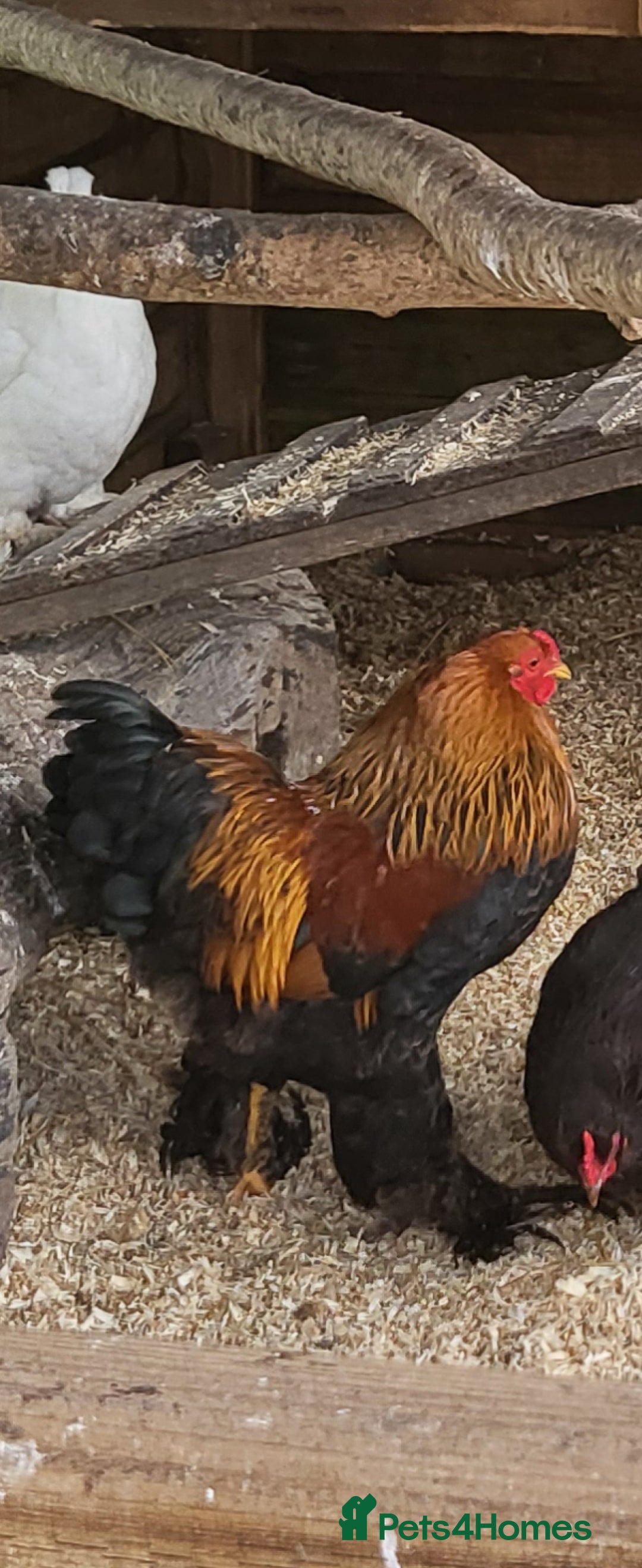 Chickens poultry Brahma bantam cockeral - Advert 1