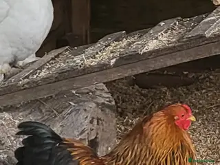 Chickens poultry Brahma bantam cockeral - Advert 8