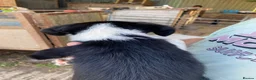 Mixed Breed dogs for sale: Cocker spaniel x collie puppies - Advert 15