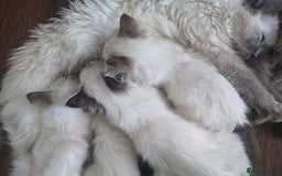 Ragdoll cats for sale: TICA Ragdoll Kittens (pet only)  - Image 13