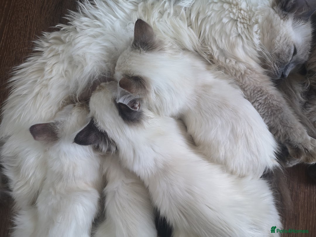 Ragdoll cats for sale: TICA Ragdoll Kittens (pet only)  - Image 13