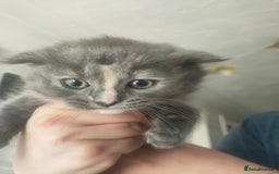 Ragdoll cats for sale: Beautifully half ragdoll kittens  - Image 11