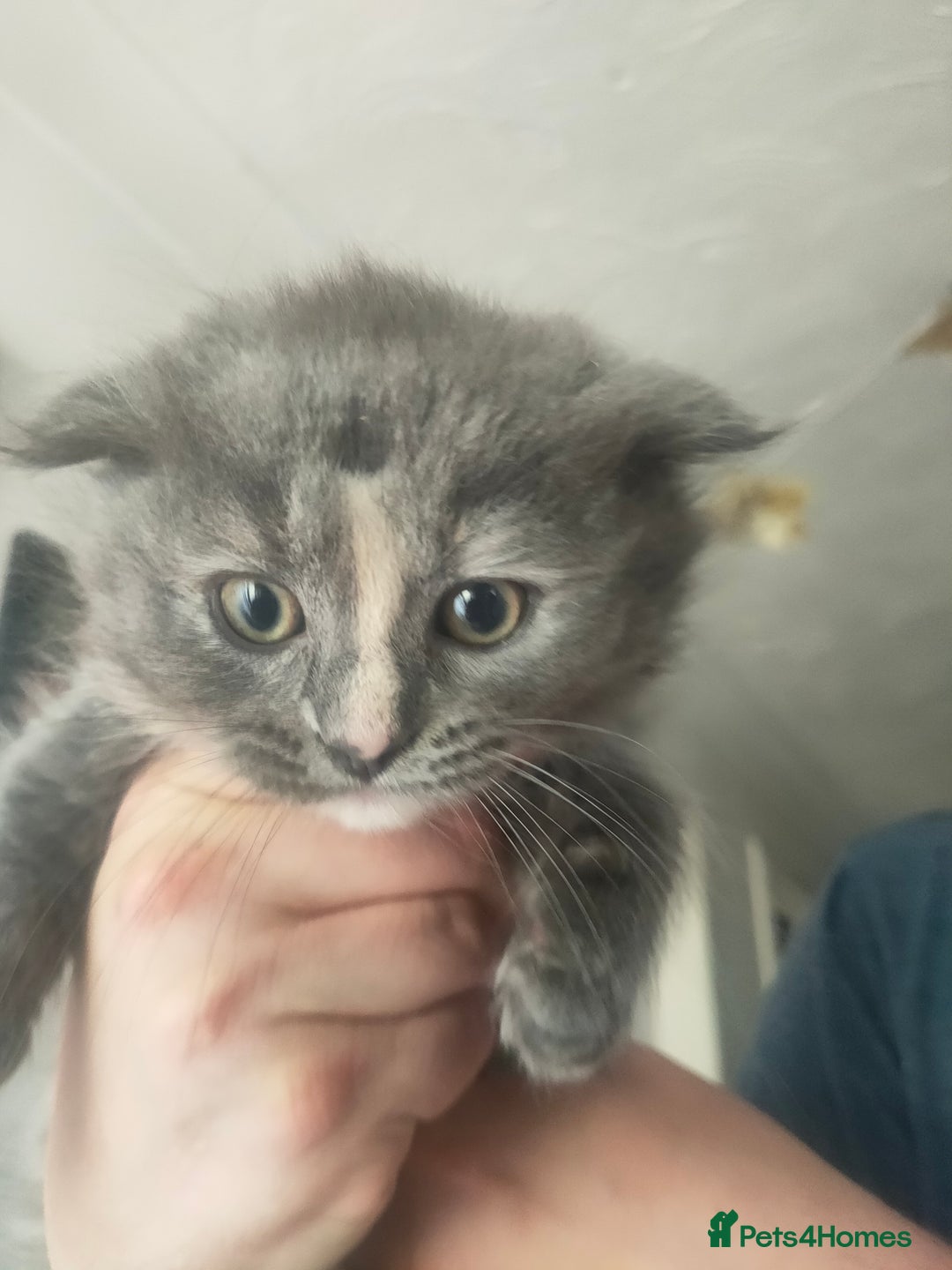 Ragdoll cats for sale: Beautifully half ragdoll kittens  - Image 11