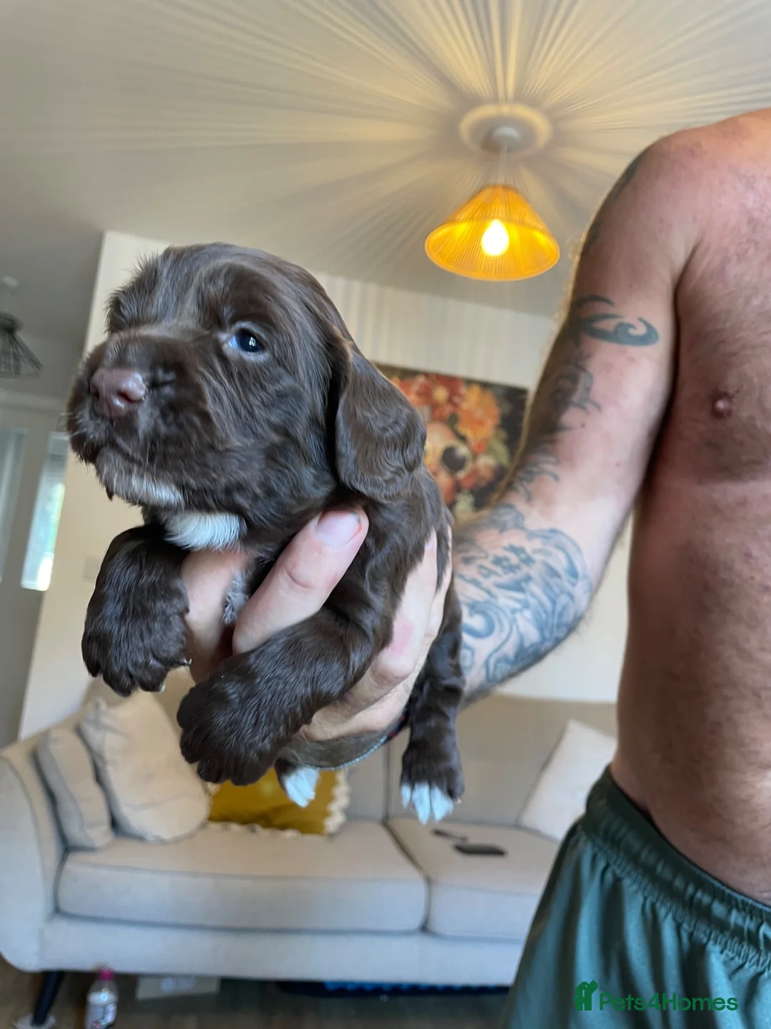 Cocker Spaniel dogs for sale: Cocker spaniel puppies  - Advert 7