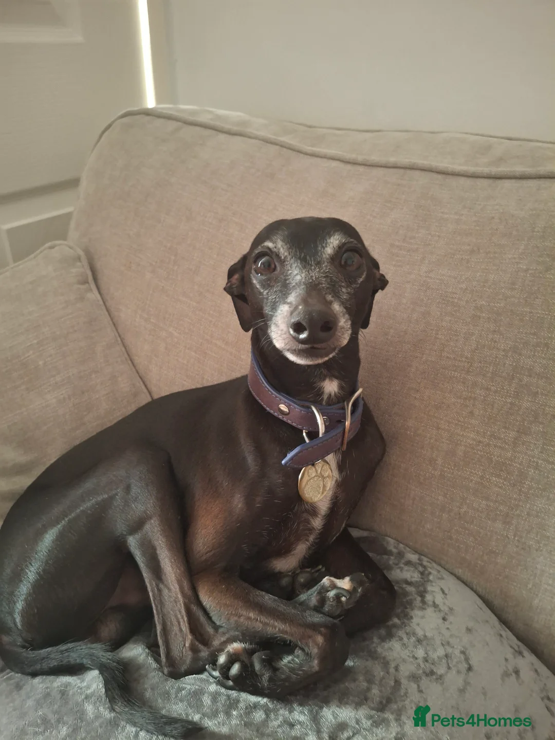 Italian Greyhound dogs for sale: Little Italian greyhound babies  - Advert 3