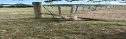 Ducks poultry for sale: Trio of saxony ducks  - Advert 4