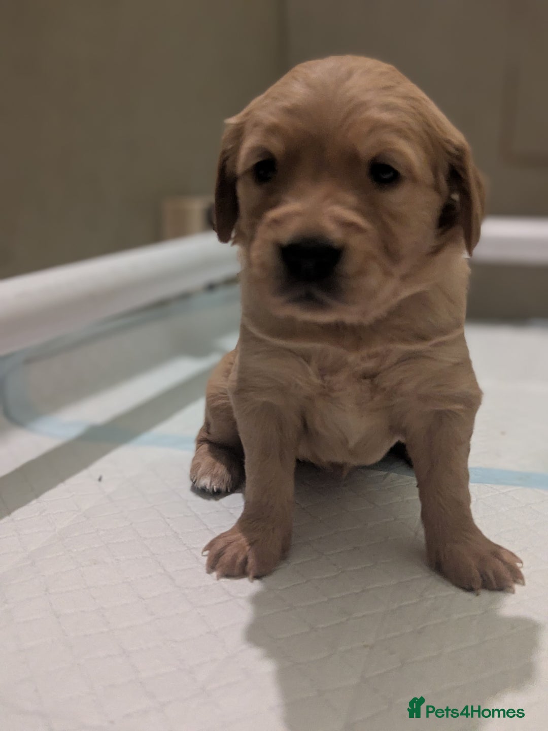 Golden Retriever dogs for sale: KC Registered Golden Retriever Puppies  - Advert 25