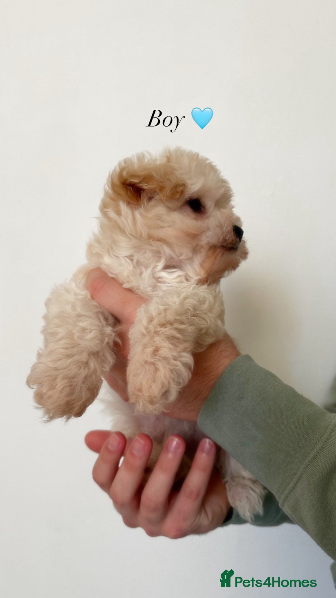 Maltipoo dogs for sale: Cream F1 Maltipoos 🐶🩵🎀 - Advert 4