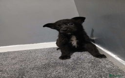 Mixed Breed dogs for sale: German Shepherd x huskita.  - Image 14