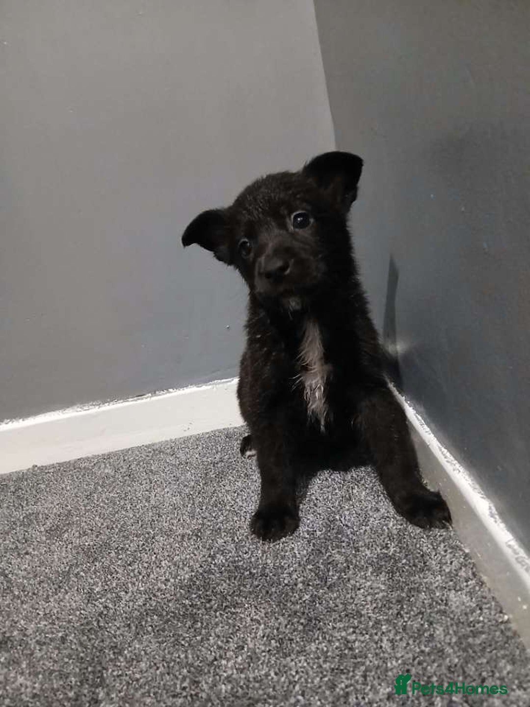Mixed Breed dogs for sale: German Shepherd x huskita.  - Image 14