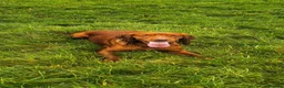 Cocker Spaniel dogs for sale: My Mate Oddie - Advert 9