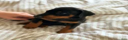 Dobermann dogs for sale: READY NOW- Outstanding KC Dobermann Pups🇧🇷 - Advert 5