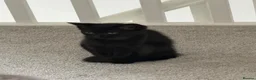 Mixed Breed cats for sale: Two beautiful kittens - Advert 6