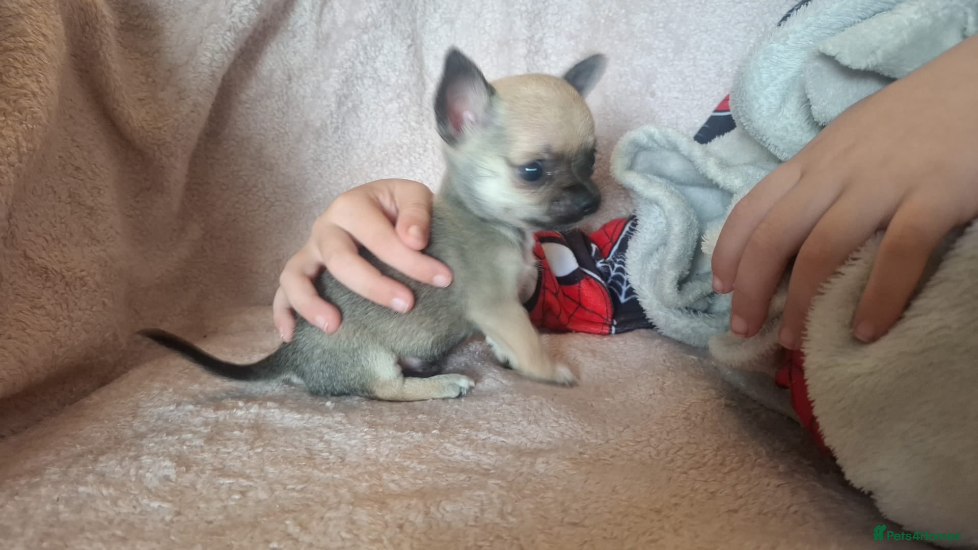 Chihuahua dogs 4 Tiny Apple head Chihuahuas  - Advert 2