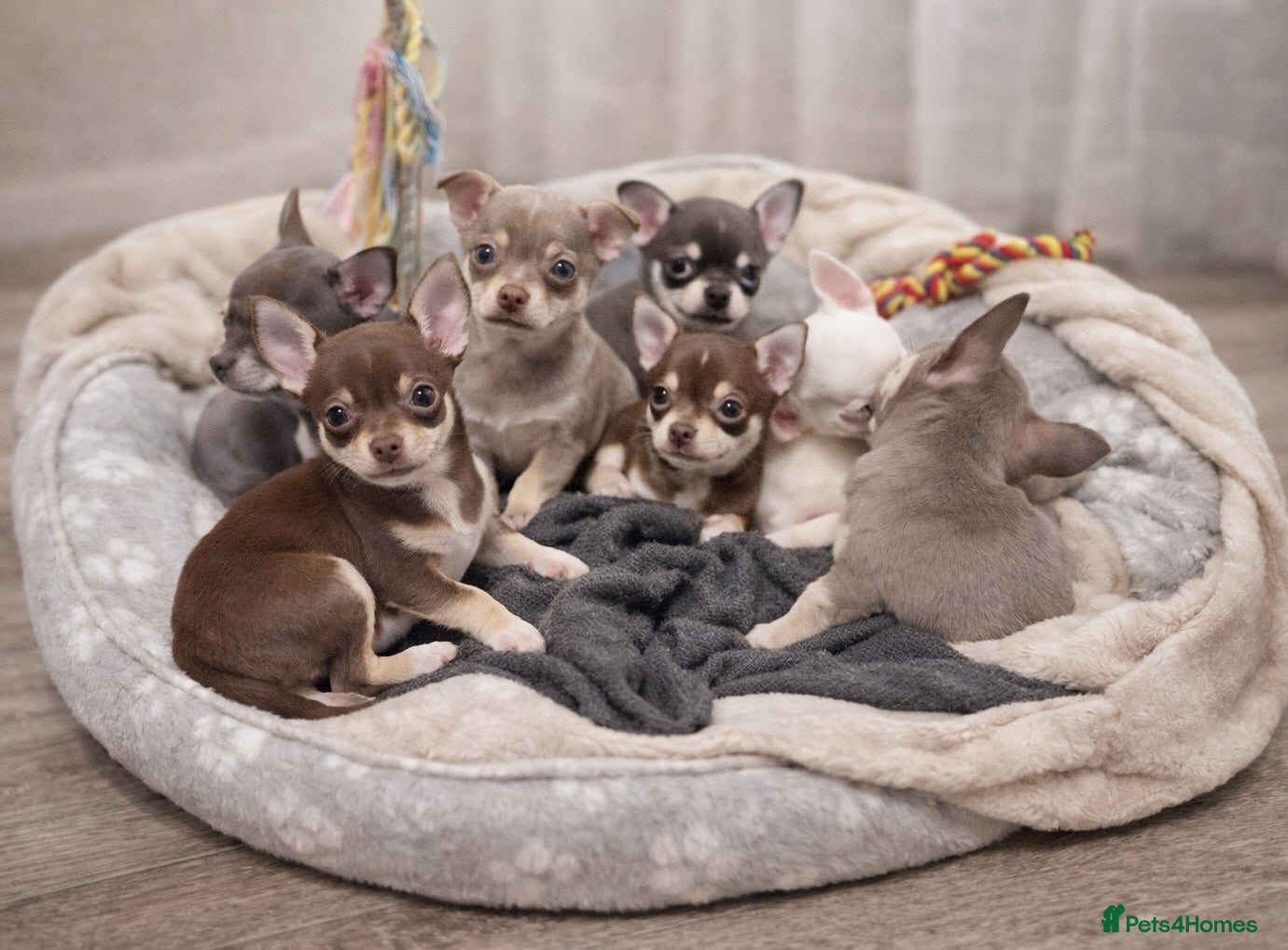Chihuahua dogs Tiny Chihuahua Puppies – Christmas Babies - Advert 1