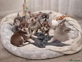 Chihuahua dogs Tiny Chihuahua Puppies – Christmas Babies - Advert 1