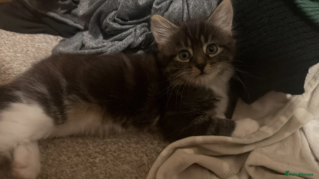 Domestic Shorthair cats for sale: Tabby female and ginger male kittens - Advert 4