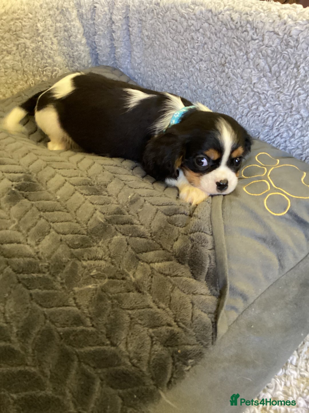 Cavalier King Charles Spaniel dogs for sale: Cavalier King Charles  - Image 5