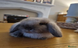 Mini Lop rabbits for sale: 3 lovely mini lop rabbits - Image 2