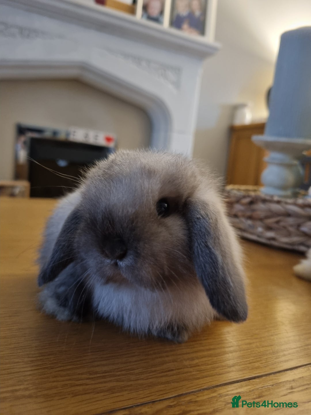 Mini Lop rabbits for sale: 3 lovely mini lop rabbits - Image 2