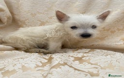 West Highland Terrier dogs for sale: West highland terriers - Image 4