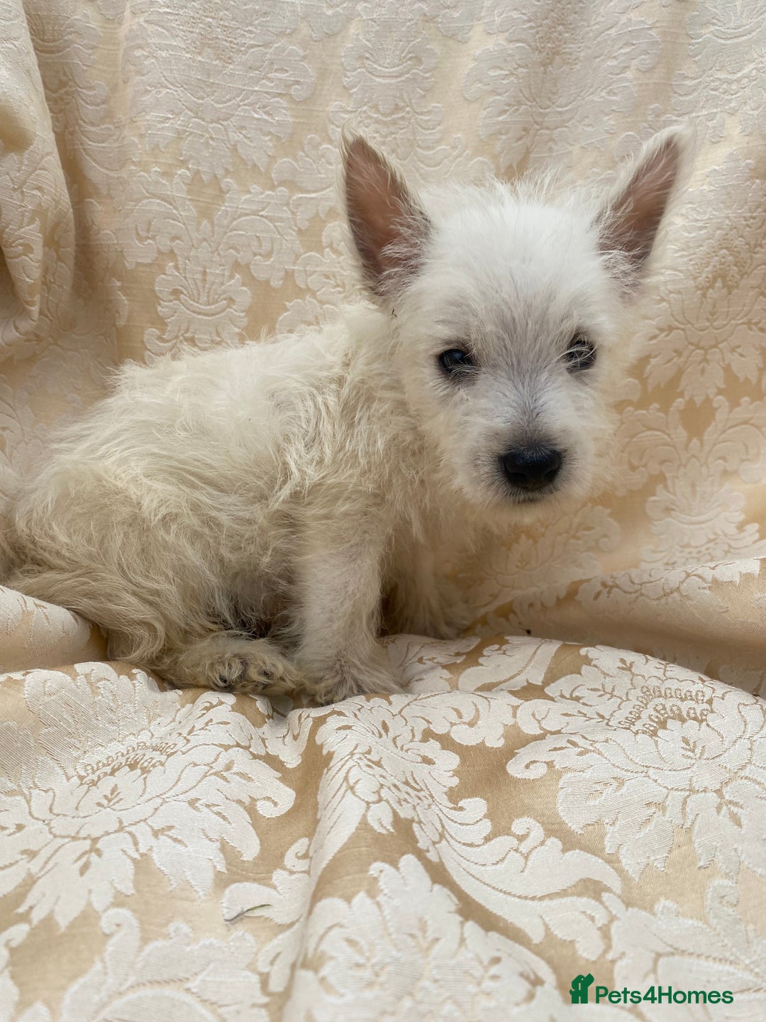 West Highland Terrier dogs for sale: West highland terriers - Image 4