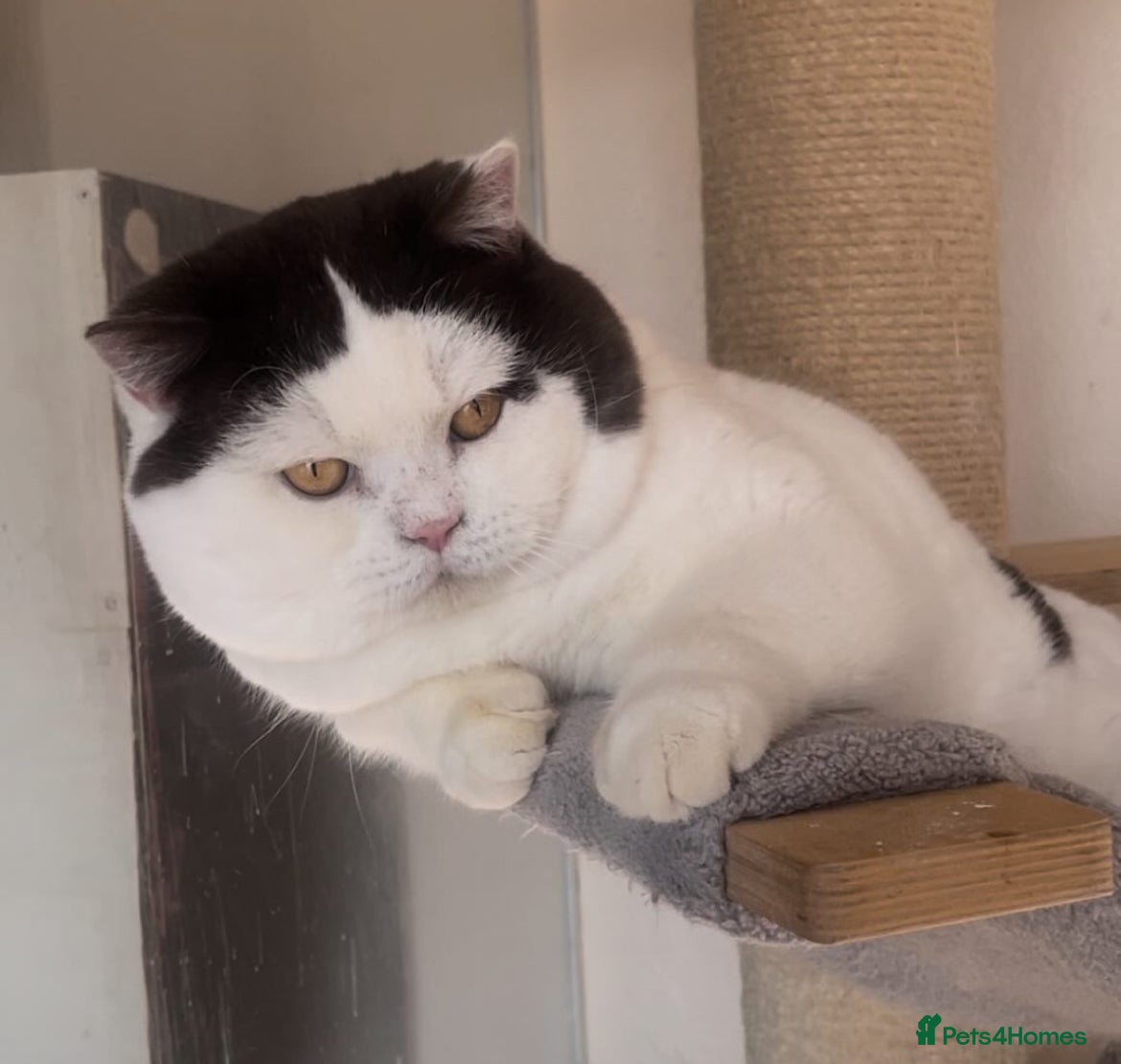 British Shorthair cats for sale: Beautiful BSH Champion line Kittens  - Advert 32