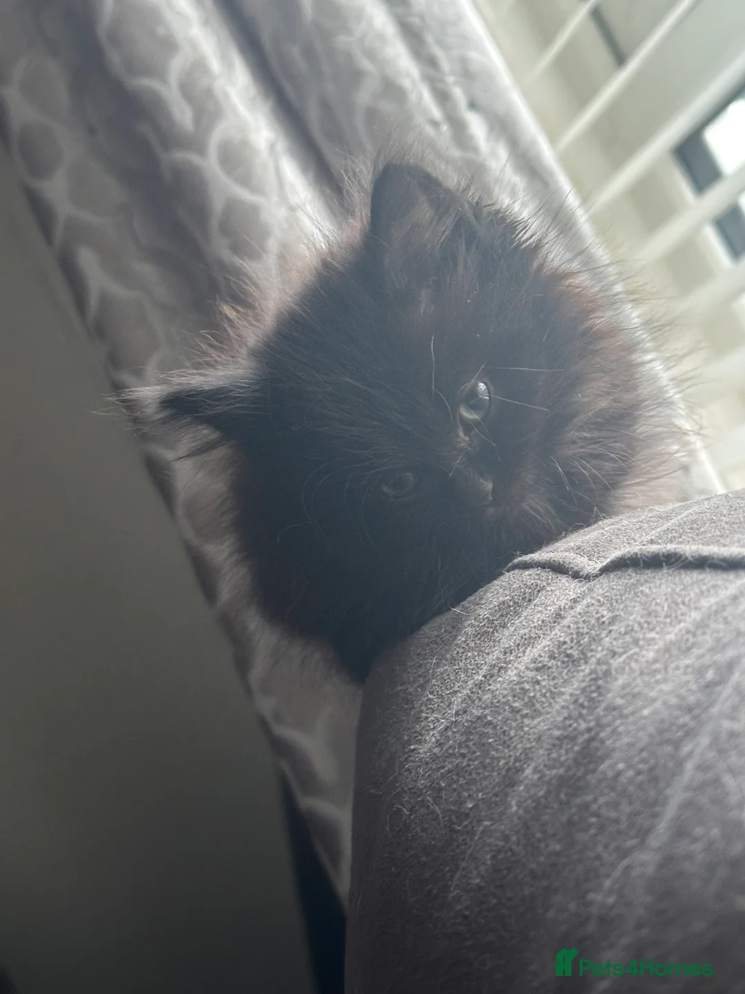 Mixed Breed cats for sale: Kittens - Advert 11