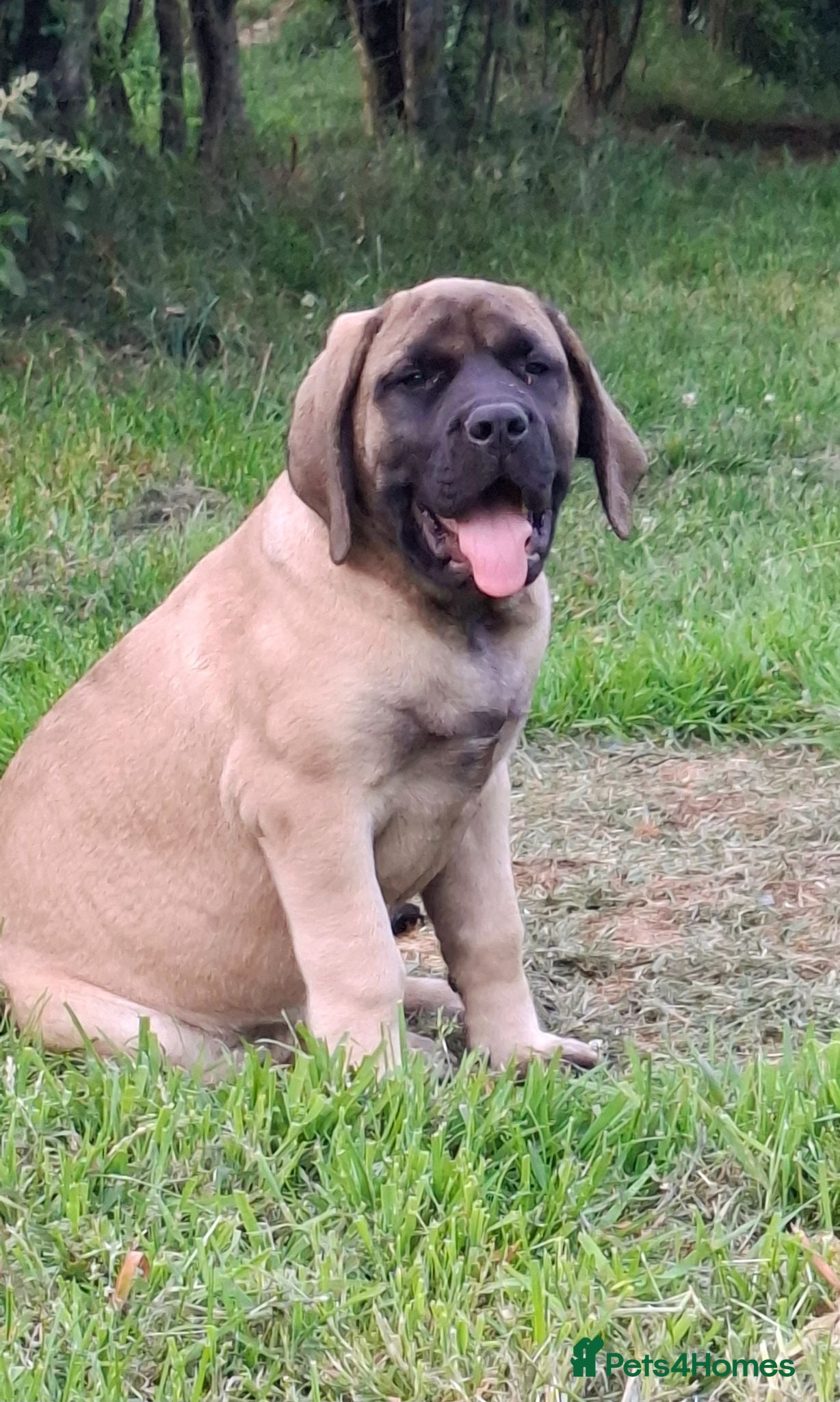 Mastiff dogs LAST GIRL!! Mastiff puppies  - Advert 3