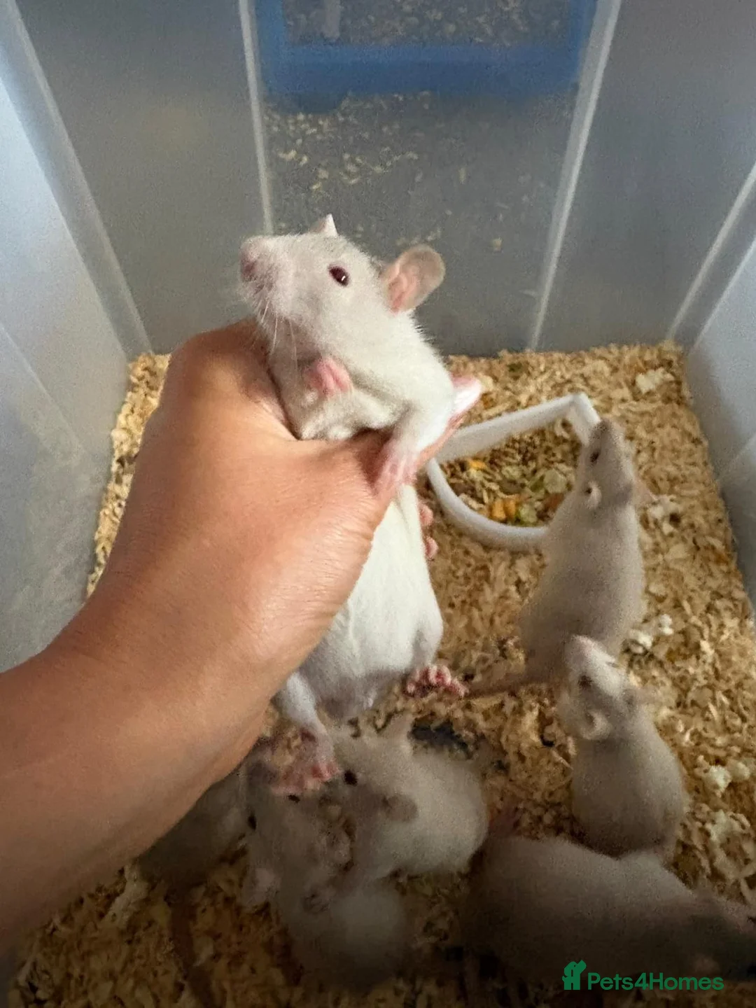 Rat rodents for sale: Beautiful friendly baby rats  - Advert 7