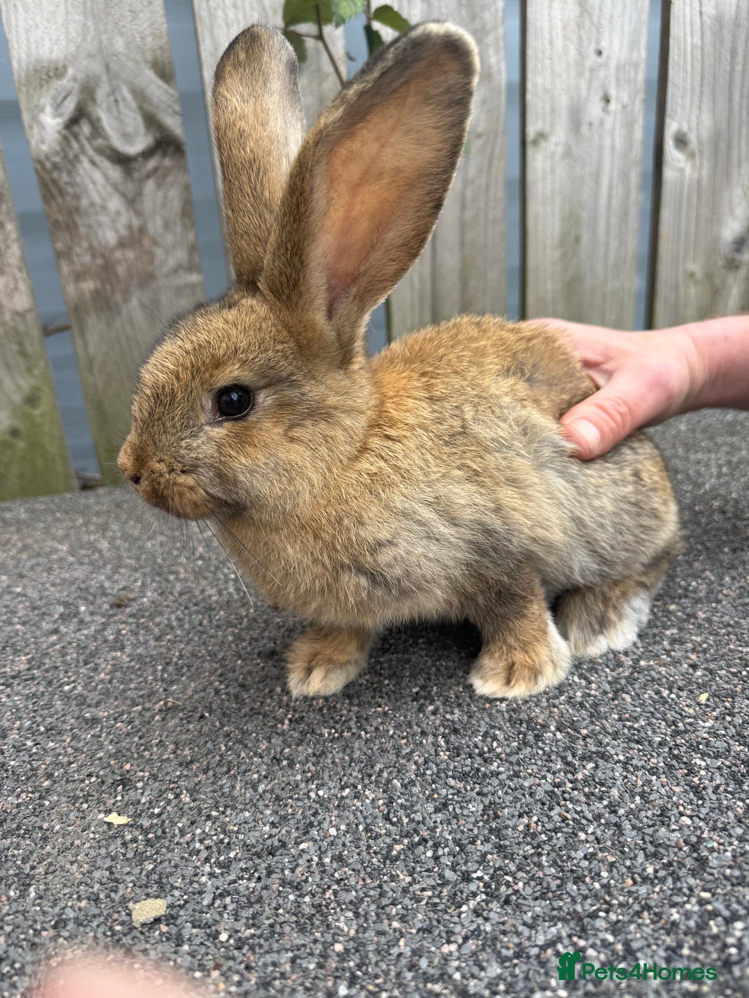 Mixed Breed rabbits for sale: Mixed breed boys free to good home  - Image 5