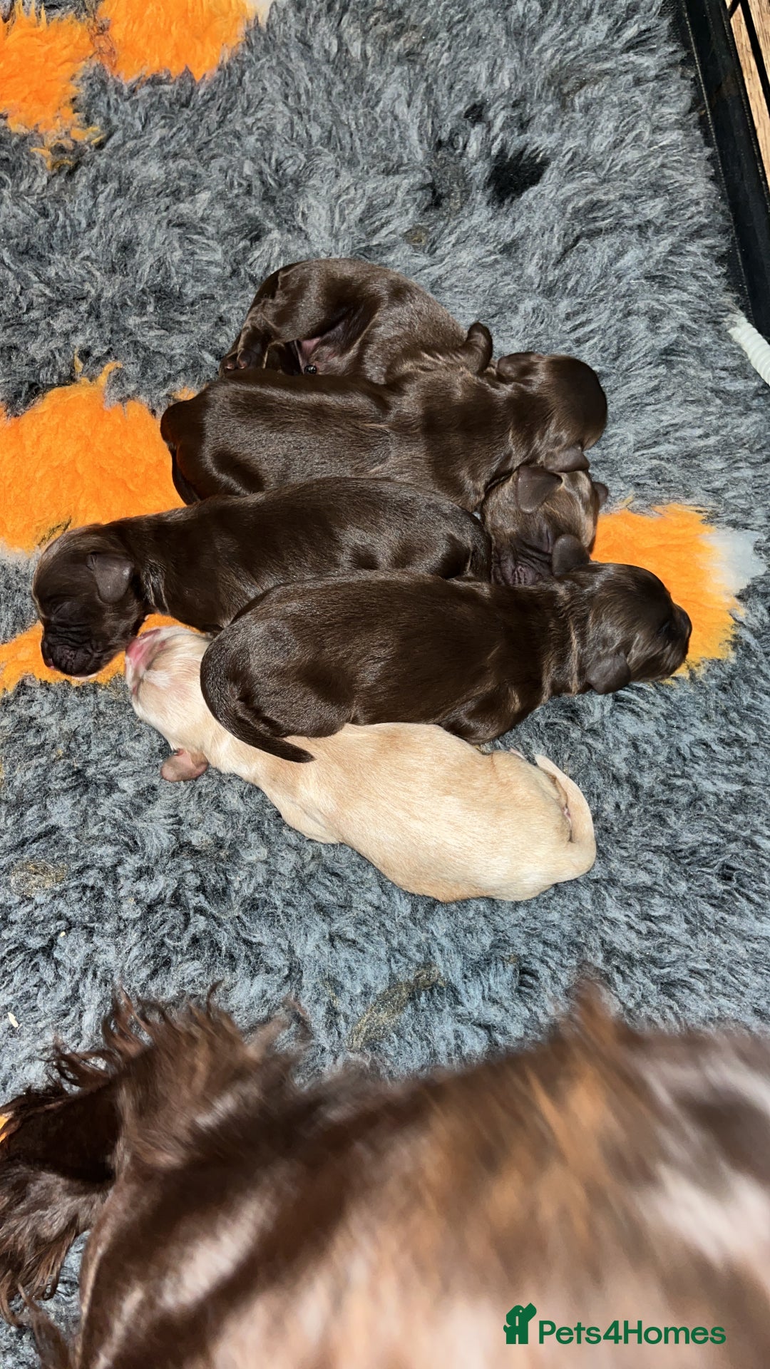 Cocker Spaniel dogs for sale: Beautiful cocker spaniel puppy’s  - Advert 2