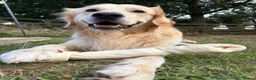 Golden Retriever dogs for stud: 2-year old Golden Retriever for Stud  in Halstead - Advert 3
