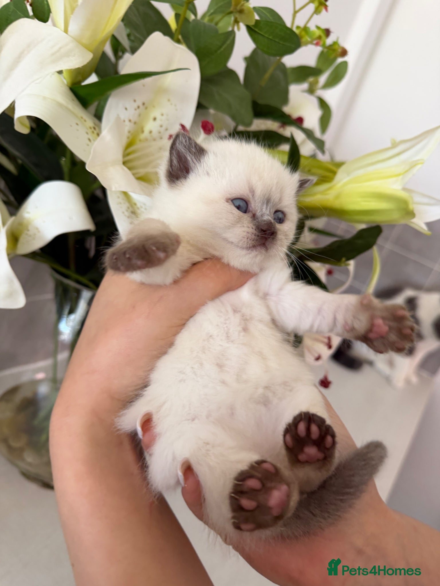 British Shorthair cats Silver  tabbies, chocolate colourpoint  - Advert 17