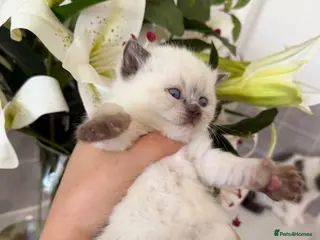 British Shorthair cats Silver tabbies, chocolate colourpoint - Advert 17