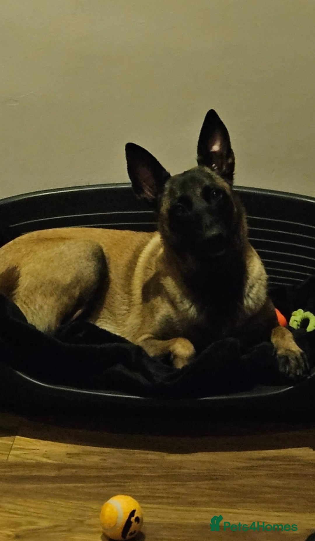 Belgian Shepherd Dog dogs for sale: Belgian Malinois Puppies - Advert 5